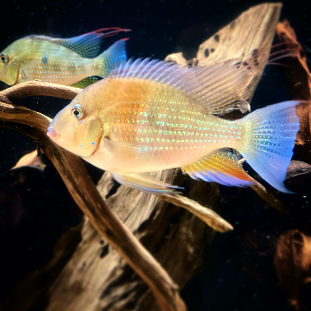 Geophagus Altifrons