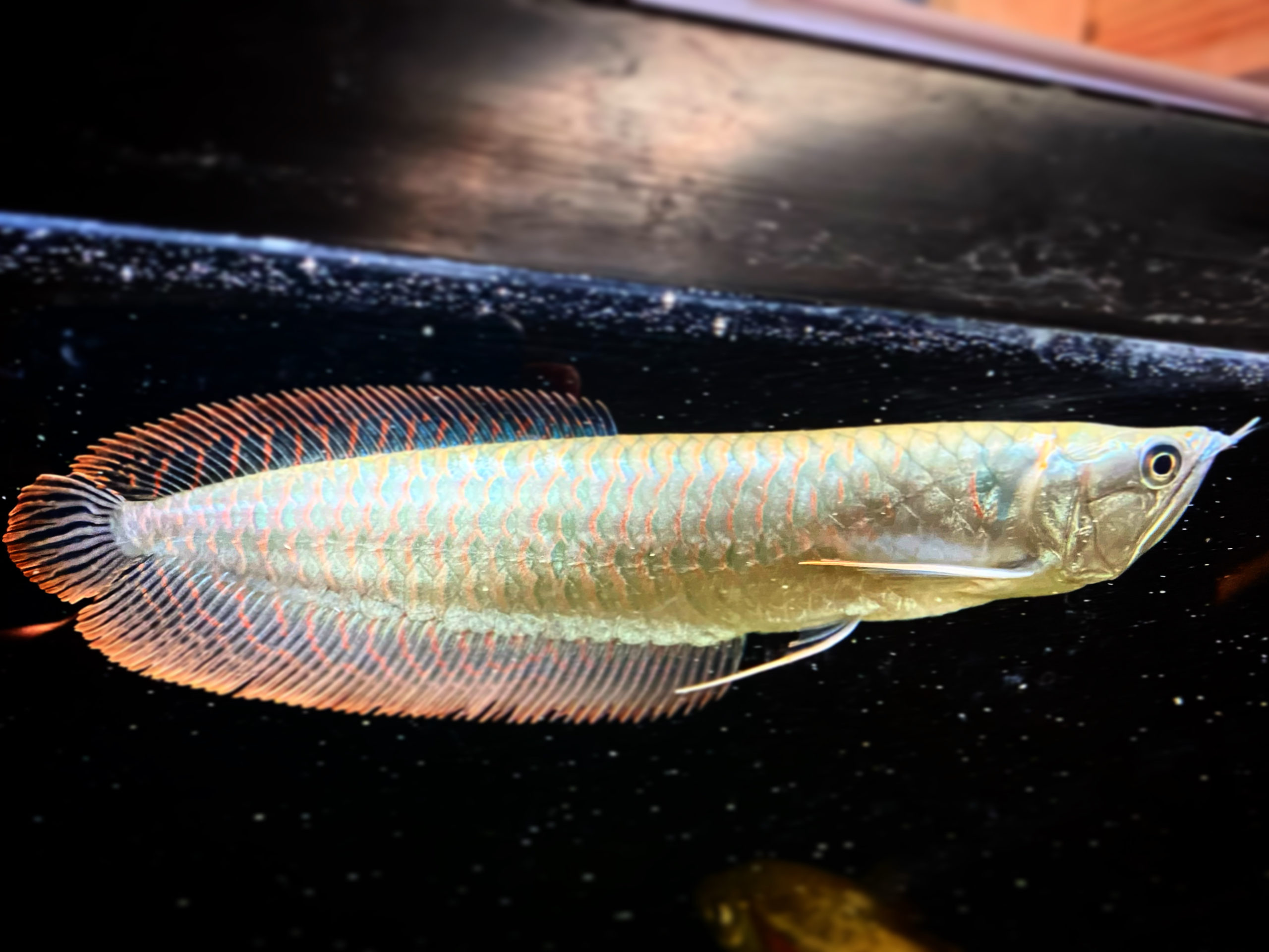 5 Coolest Freshwater Aquarium Fish You May Not Have Heard Of [2022 Updated]  - Fishy Info